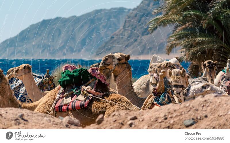 several camels rest on the shores of the Red Sea Africa Egypt Sharm El Sheikh adventure animal background beach blue caravan climate coast color day desert dry