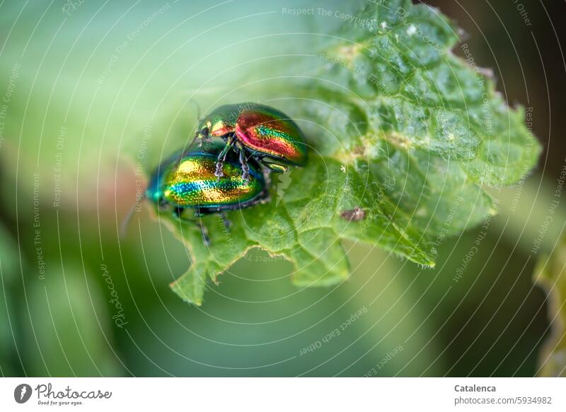 Colorful iridescent beetles Nature Flora fauna Animal Insect Beetle Oval-eyed leaf beetles coleoptera chrysomelidae Small variegated Voracious Crawl Close-up