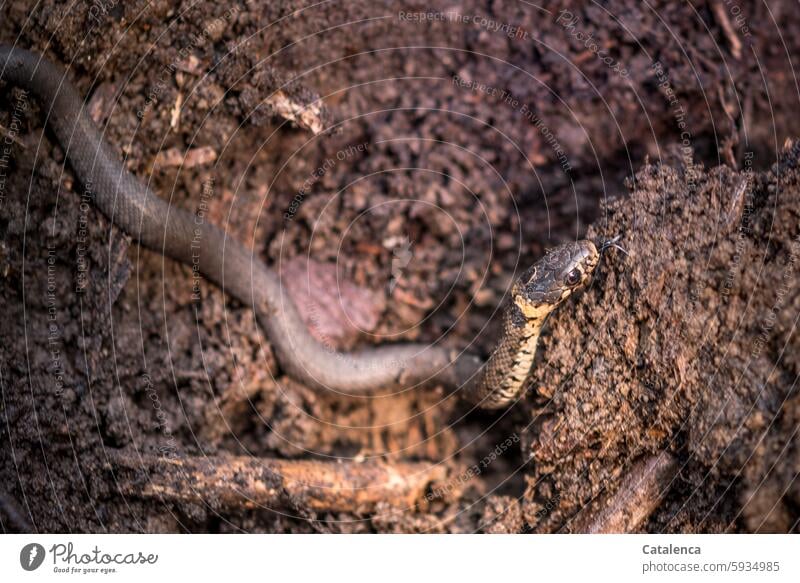 A small grass snake on the compost Nature fauna Animal Reptiles Snake Ring-snake Wild Viper animal world Compost Day daylight Brown Summer Garden