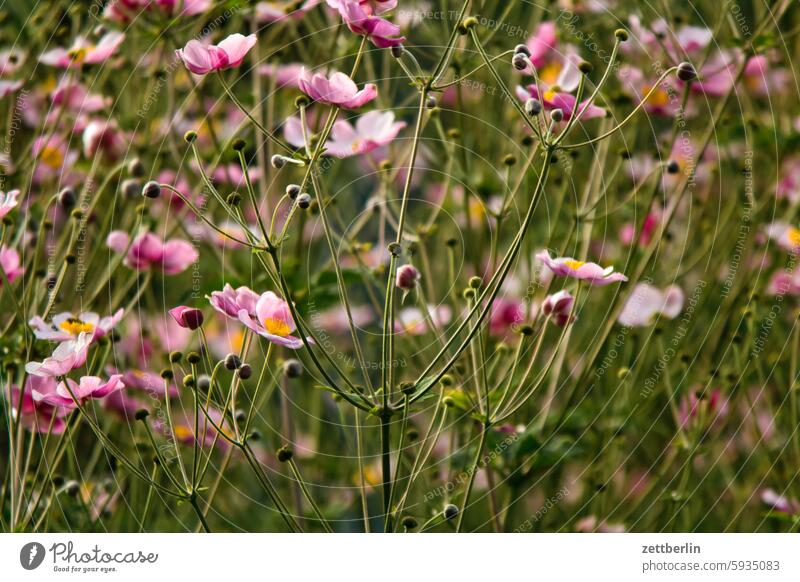 Autumn anemones, Xavier's favorite flowers Branch Tree blossom Blossom Relaxation holidays Spring Garden Hedge Chinese Anemone Sky allotment Garden allotments