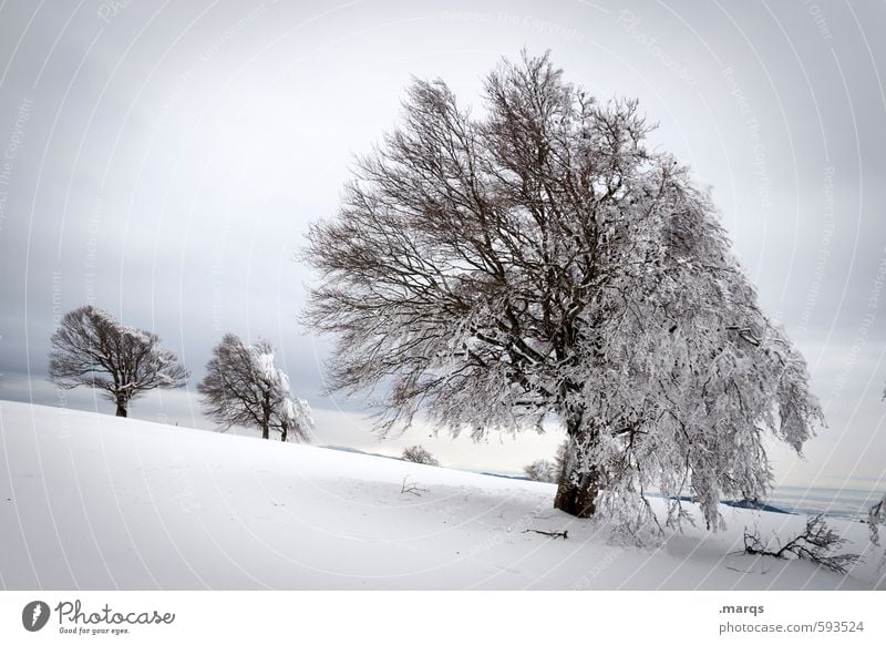 Rigid Trip Winter vacation Nature Landscape Sky Clouds Climate Ice Frost Snow Tree Beech tree Hill Sign Cold Natural Beautiful Moody Seasons Black Forest