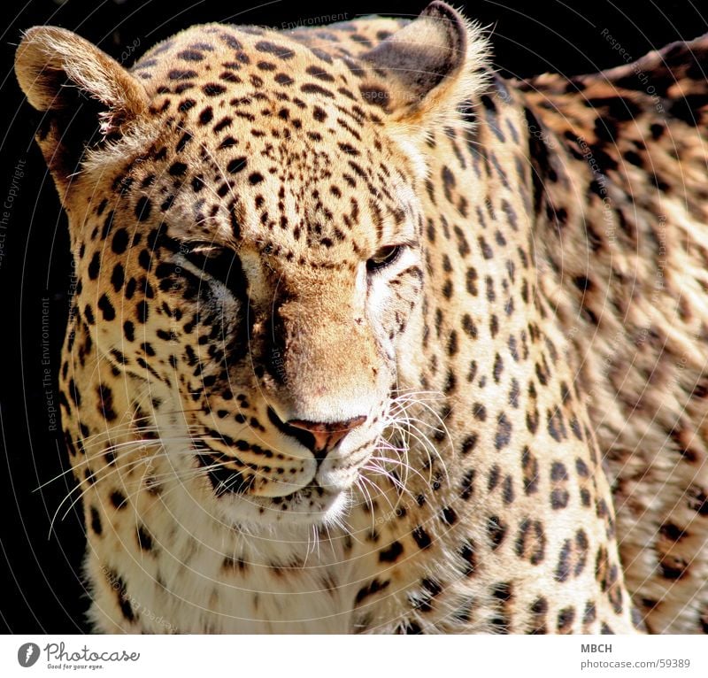 Sad Panther Pattern Big cat Animal Pelt Snout Whisker Dark Black Beige Brown White Point Nose Ear Sun Shadow Bright Eyes