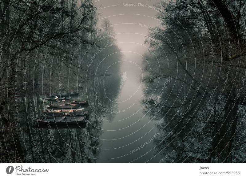 still lifes Nature Water Sky Autumn Winter Bad weather Fog Tree Forest River Old Rhine Fishing boat Rowboat Dark Gloomy Brown Gray Black White Calm Hope Dream