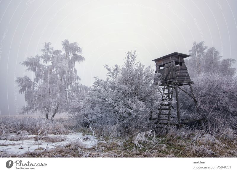 Rough frost Landscape Sky Clouds Winter Weather Bad weather Fog Snow Plant Tree Grass Meadow Field Forest Gray Green White high level hoar frost Hunting