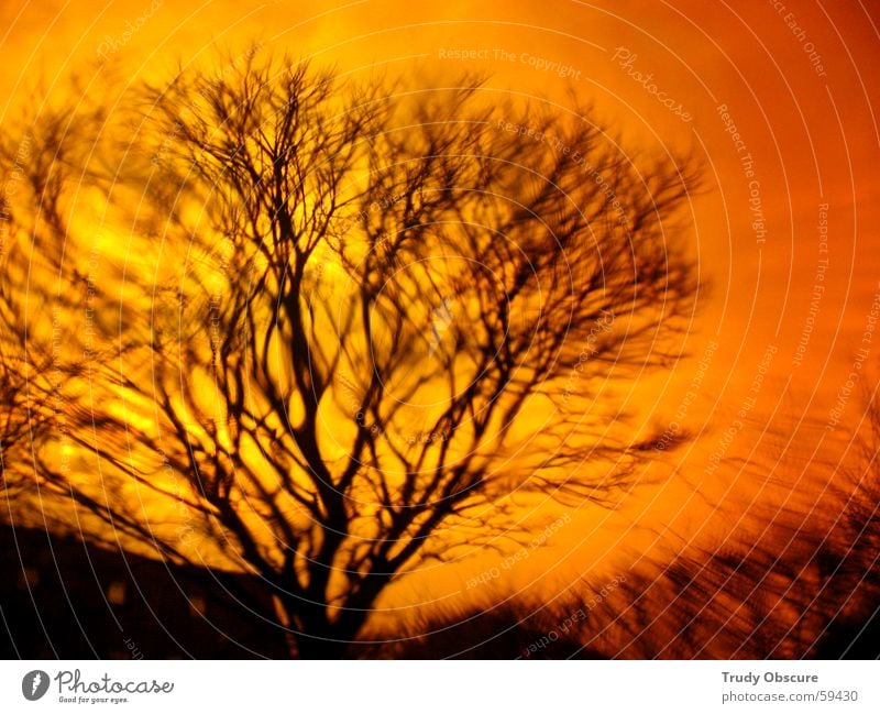 orange crush Far-off places Tree Bushes Undergrowth Branchage Treetop Leaf Black Containers and vessels Earth Sky bush branches flakes tufts Orange Contrast