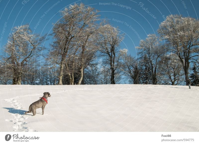 trace... Landscape Sky Winter Ice Frost Snow trees Meadow Hill Mountain Dog 1 Animal Observe To enjoy Playing Romp Cold Blue Brown White Brave Love of animals