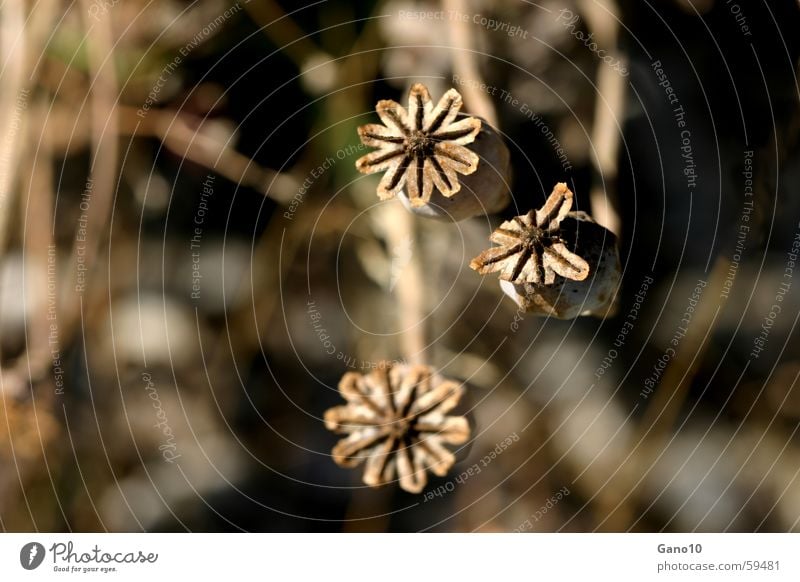 poppy seed capsules Poppy Plant Autumn Brown Dark 3 Faded Old three Star (Symbol) Search Dependence