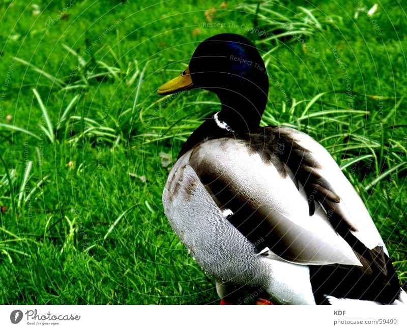 Easterpel Drake Meadow Bird Bremen Spring March April May Green Juicy Delicious Duck grass Looking away KDF Fat