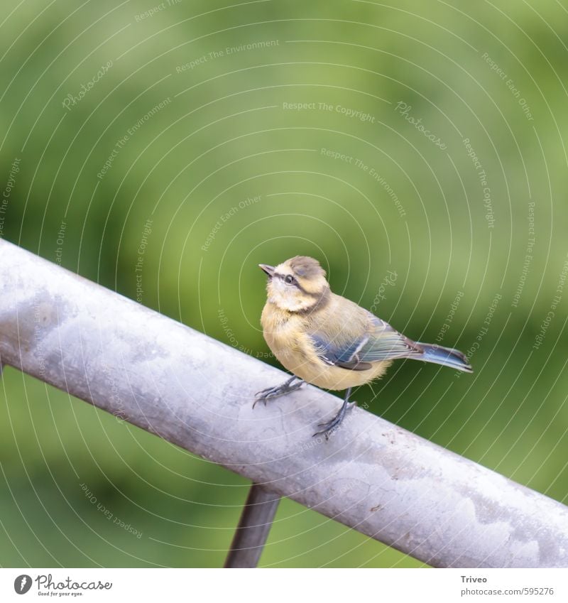 Bird with perspective Nature Animal Looking Sit Wait Curiosity Blue Brown Green Small Upward Feather Colour photo Animal portrait