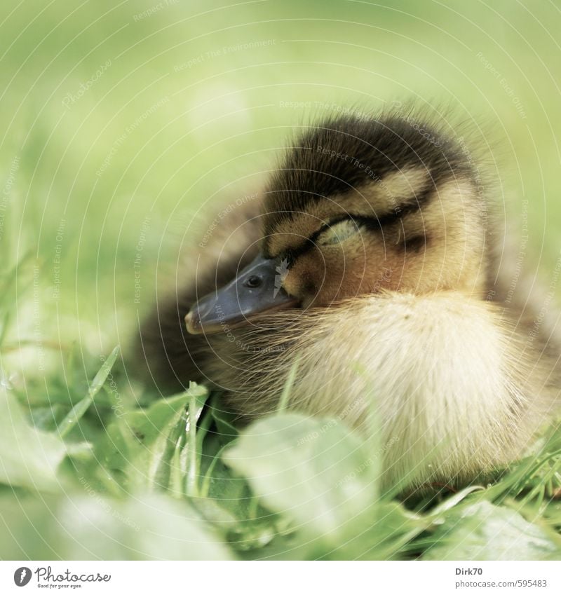 Sweet dreams Spring Plant Grass Foliage plant Park Meadow Animal Wild animal Bird Animal face Duck Mallard Chick Duckling 1 Baby animal Lie Sleep Dream Cute