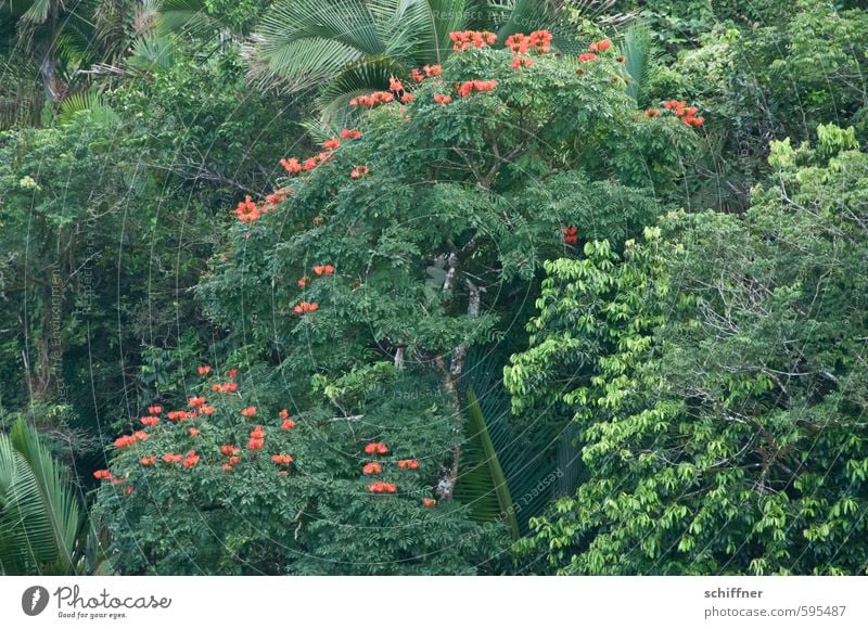 First 2014 | Tulip tree Nature Plant Tree Bushes Leaf Blossom Foliage plant Exotic Forest Virgin forest Green Red tulip tree Palm tree Flowering plant