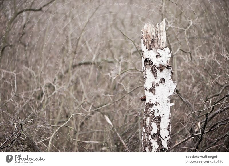 At the end of the world Nature Landscape Autumn Tree Tree stump Birch tree Forest Old Simple Broken Natural Gloomy Dry Brown Gray Calm Death Pain Loneliness