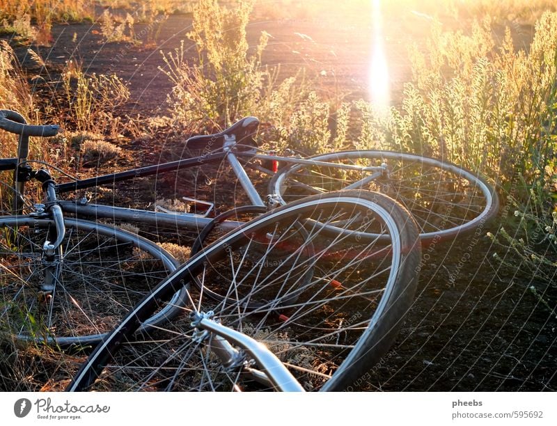 love of cycling Bicycle Wheel Autumn Sun Airport Berlin-Tempelhof Grass Meadow Evening sun Light Nature Tree Afternoon Means of transport Racing cycle