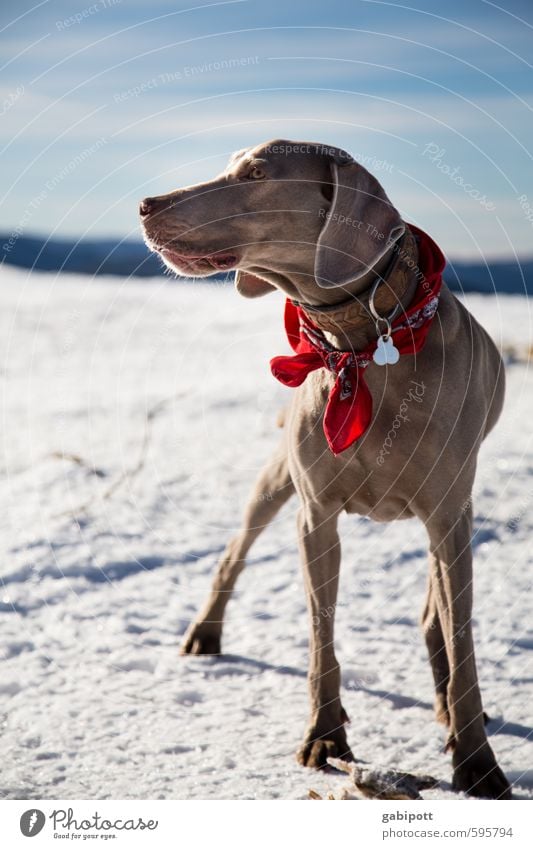 First 2014 | Tia in the snow Ski run Sky Sun Winter Beautiful weather Snow Animal Dog Weimaraner Hound Observe Blue Brown White Joie de vivre (Vitality) Joy