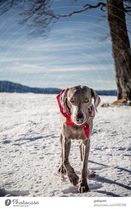 walking through the winter wonderland Environment Landscape Sky Winter Beautiful weather Ice Frost Snow Hill Mountain Animal Pet Dog Weimaraner Walking Cold