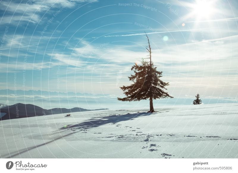 Bye Winter Environment Nature Landscape Sky Sun Weather Beautiful weather Snow Plant Tree Fir tree Friendliness Cold Blue White Joie de vivre (Vitality)