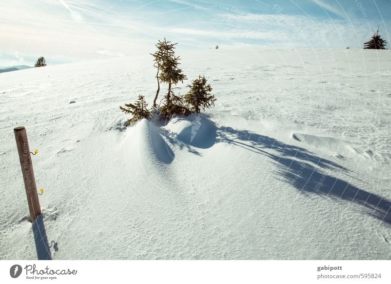 On the Belchen Environment Nature Landscape Earth Sky Winter Beautiful weather Ice Frost Snow Tree Mountain Peak Snowcapped peak Fresh Cold White