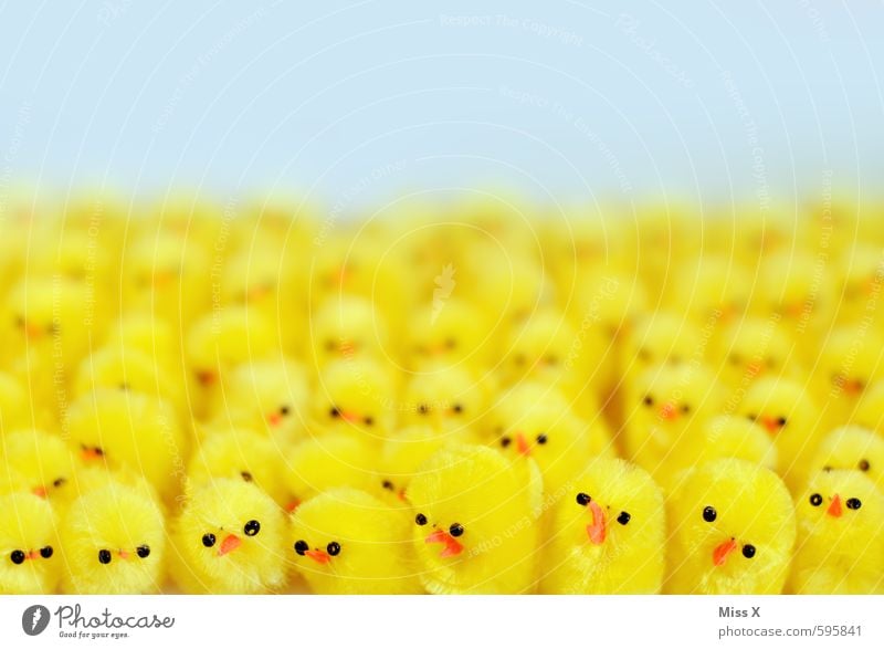 meeting Decoration Easter Friendship Animal Bird Group of animals Baby animal Yellow Safety (feeling of) Together Communicate Team Teamwork Attachment Chick