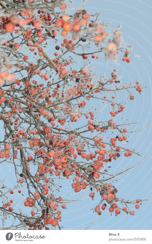 red and blue Apple Nature Cloudless sky Autumn Winter Beautiful weather Ice Frost Snow Tree Bushes Cold Hoar frost Branch Twigs and branches Fruit Frozen