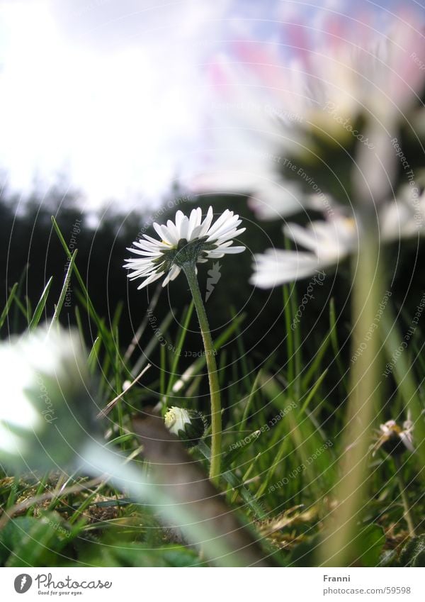 daisy Daisy Grass Meadow Spring Summer Multicoloured Blossom Flower Garden