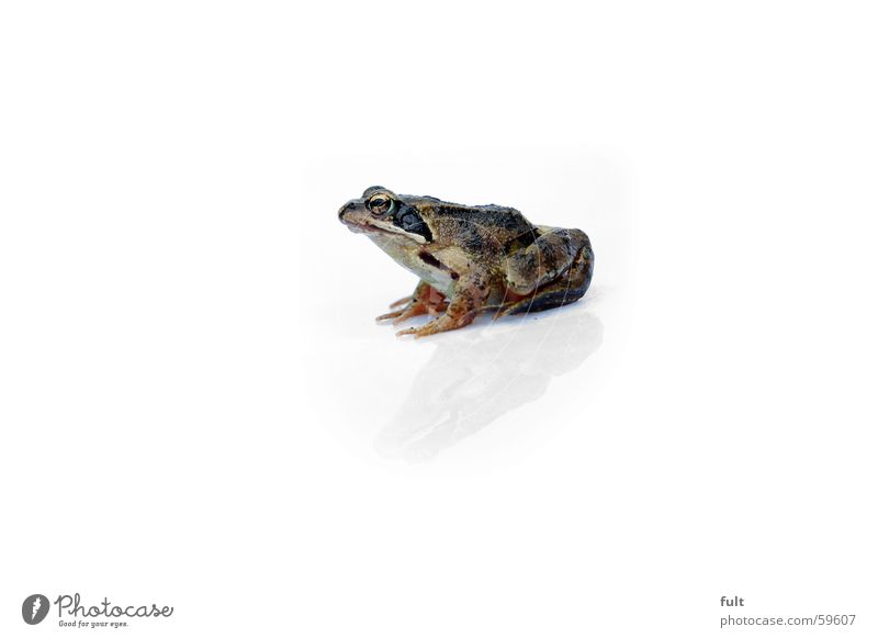 frog Animal Reflection Nature Frog Macro (Extreme close-up) Sit Wait Eyes reptiel