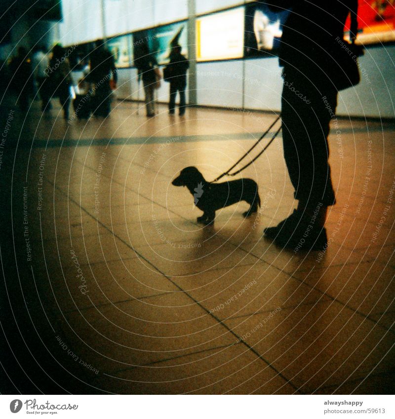 dachshund blood Dachshund Dog Back-light Silhouette Dark Animal lover Love of animals Holga Medium format Shadow Legs Wait long legs short legs waiting room