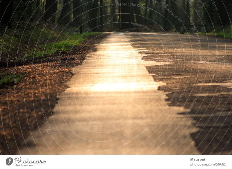 Lead me to the gravel Visual spectacle Sunset Forest Summer Glimmer Relaxation Lanes & trails Evening Gold Happy