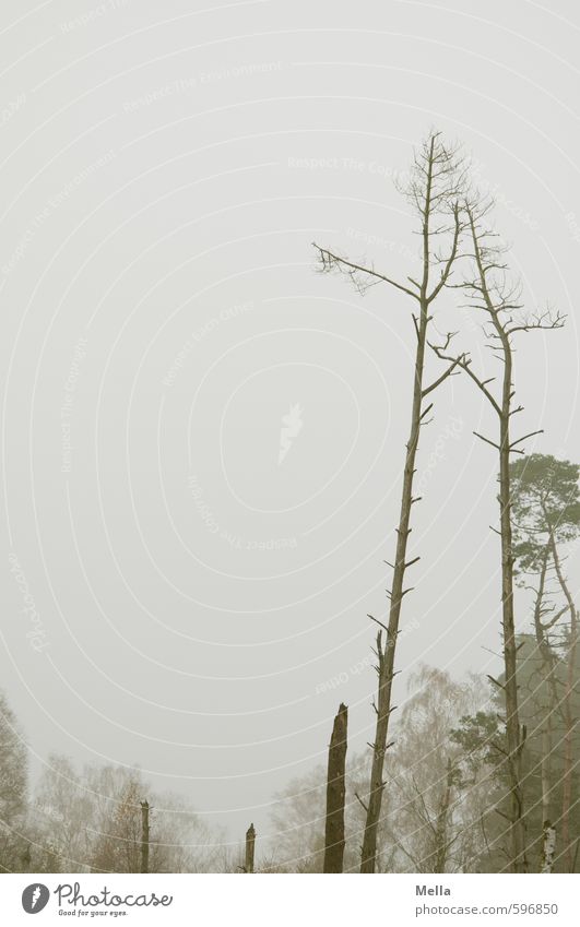 First 2014 | Bleak Prospects Environment Nature Landscape Plant Sky Autumn Winter Fog Tree Bog Marsh Natural Gloomy Gray Calm Transience Dreary Empty