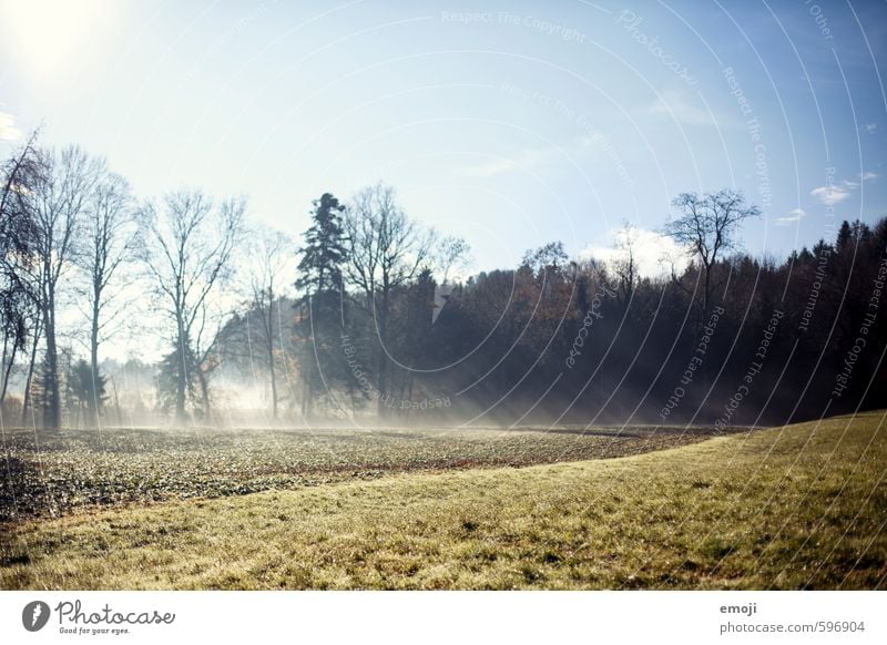 steamer Environment Nature Landscape Plant Sky Spring Autumn Beautiful weather Grass Meadow Field Natural Green Steam Ground fog Colour photo Exterior shot