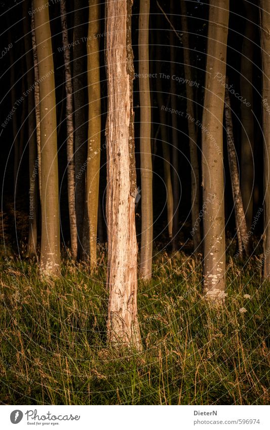 light Tree Grass Forest Baltic Sea Brown Green Orange Mecklenburg-Western Pomerania Ghost forest Colour photo Exterior shot Evening Twilight Sunlight Sunrise