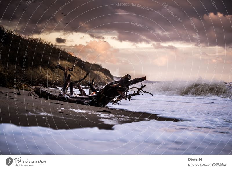 flotsam and jetsam Sand Water Sky Clouds Storm clouds Sunlight Autumn Wind Gale Bushes Baltic Sea Pink Black White Waves Tree trunk Flotsam and jetsam