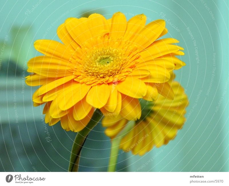 gerbera Flower Gerbera Yellow Blossom