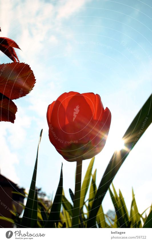 where autumn and spring meet Tulip Red Leaf Green Meadow Grass Plant Flower Autumn Tall Exterior shot Back-light Sky Blue spring clouds Sun Reflection Free