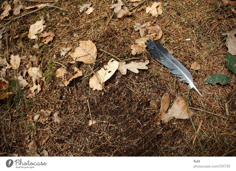 forest ground Leaf Brown Floor covering Feather Nature Münsterland Fir needle