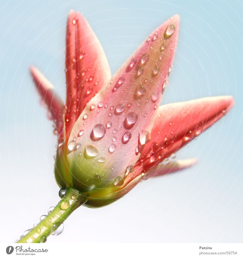 Tulip in the rain Flower Plant Rain Drops of water Summer Spring Pink Green Red Wet Dew Sky Blue Water