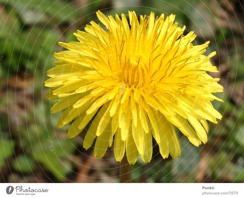 dandelion Flower Plant Nature