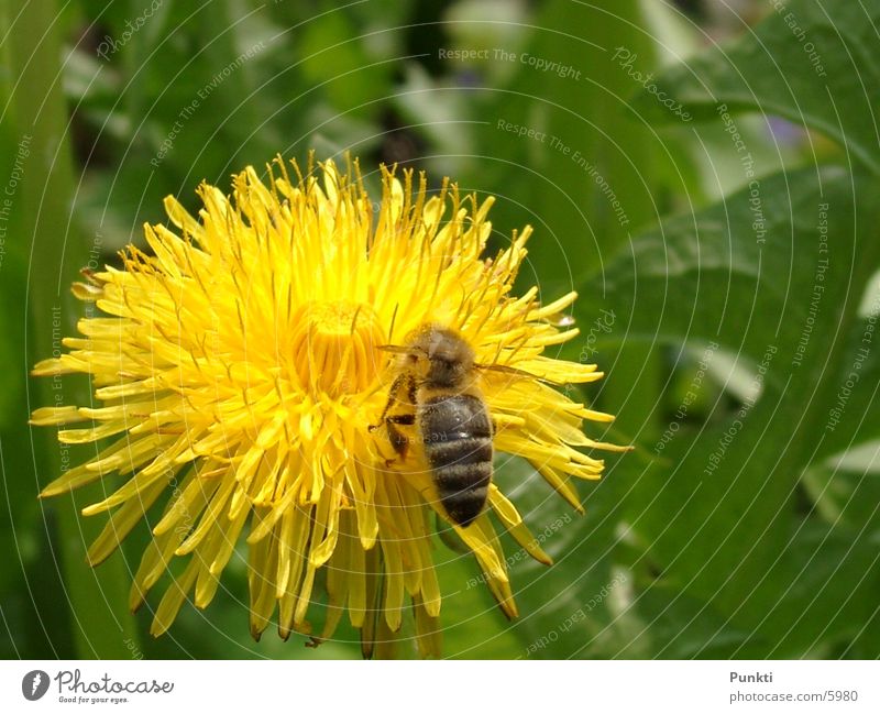 bee top flower Bee Flower Plant Animal Nature