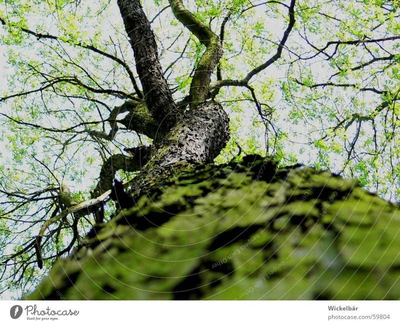 beetle perspective Tree Spring Forest Tree bark Tree trunk Beetle Tall Sky Twig Branch