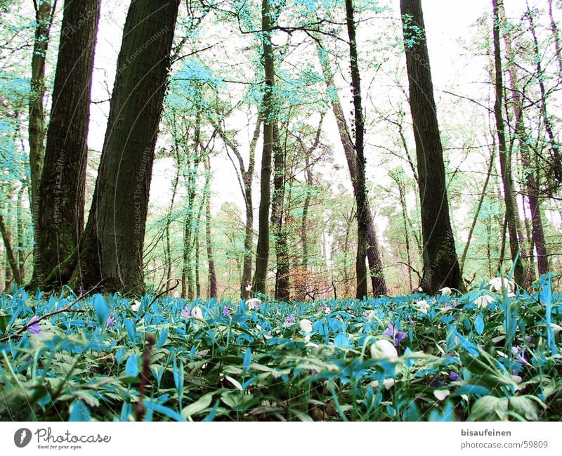 View of a Dahu Woodground Forest Ground cover Cyan Turquoise Tree trunk False Washed out Nature dahu thereabouts no dahüs