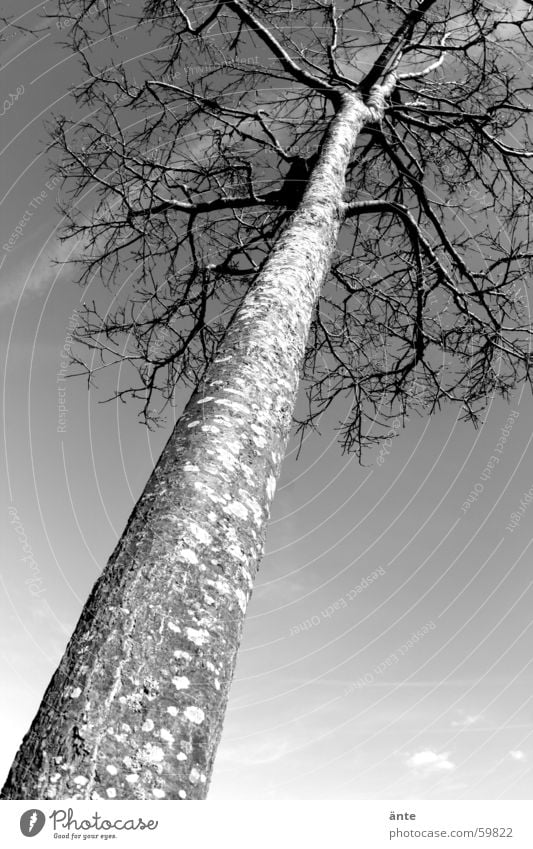 grow to heaven Tree Ash-tree Large Growth Branched Tree bark Plant Nature Sky Aspire Single-minded Delicate Direct Dappled Ambitious Leafless Autumn Winter