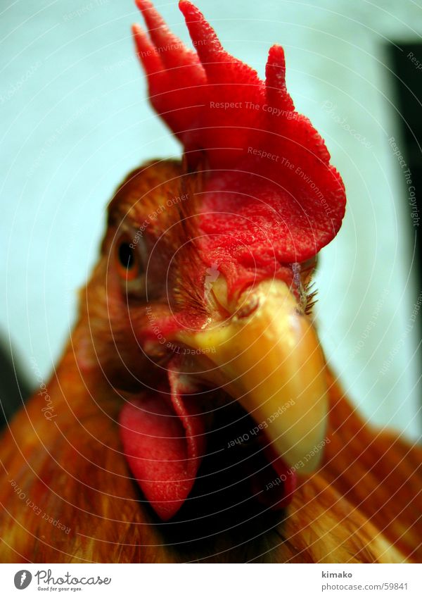 My chicken friend 2 Barn fowl Red Bird Eyes eye