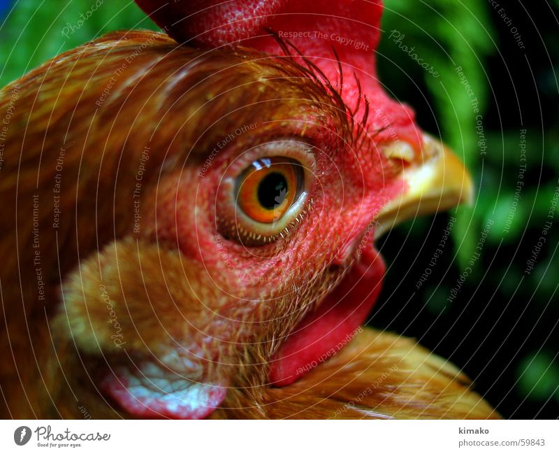 My chicken friend Bird Barn fowl Red Mexico Eyes Head eye