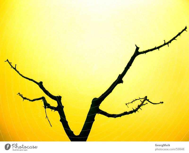 demontree Tree Bar Black Yellow Flashy Silhouette Exterior shot naked dark crude location shot