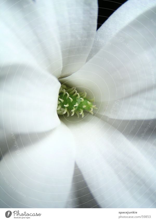 Star Magnolia (1) Magnolia plants Star magnolia Blossom leave White Spring Green Black Macro (Extreme close-up) Pistil