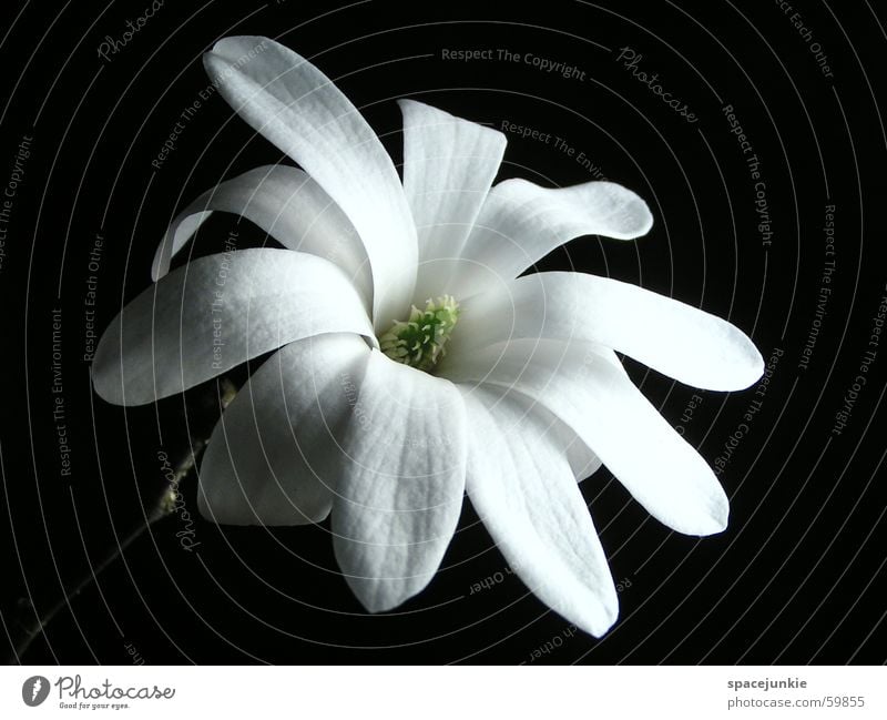 Star Magnolia (2) Magnolia plants Star magnolia Blossom leave White Spring Green Black Macro (Extreme close-up) Pistil