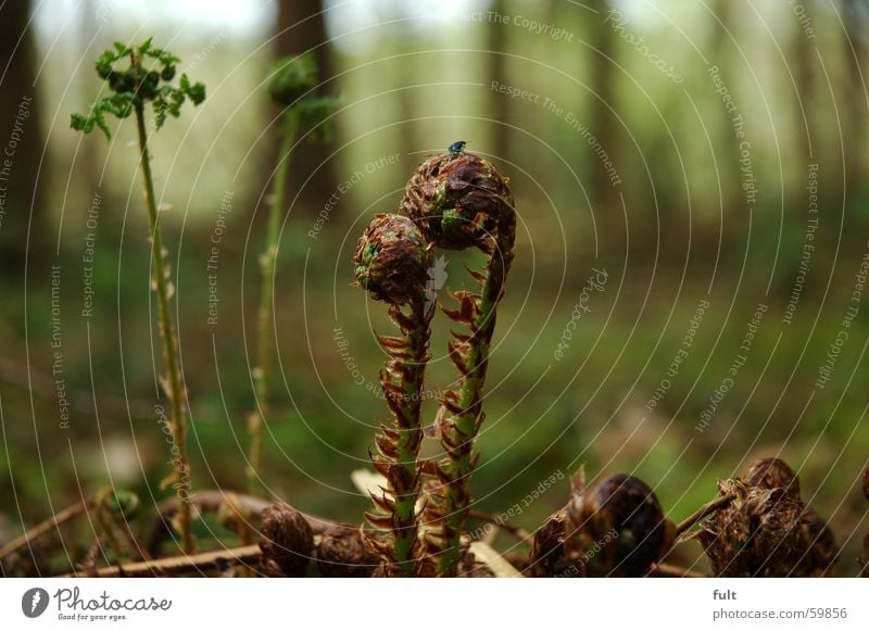 farmer's weed Fern Forest Woodground Green skewer firsch Nature Floor covering Macro (Extreme close-up)