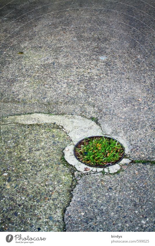 THE GREEN DOT Grass Esthetic Original Gray Green Change Circle Round Asphalt Crack & Rip & Tear Old Island Colour photo Exterior shot Deserted Copy Space top