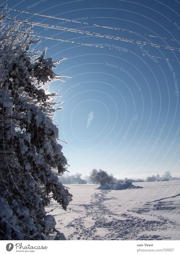 tracks Back-light Deities Expectation Tree Confectioner`s sugar Delicate Snow Cold White Flashy Glittering Calm Winter Footpath Freezing cold Clink Frozen