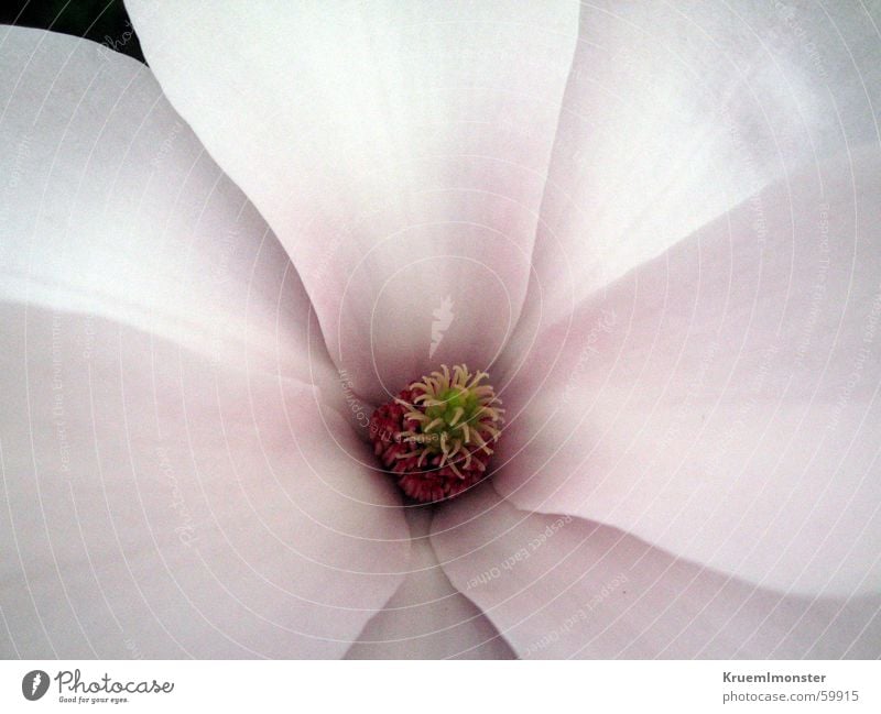 flower Flower Blossom White Pink Plant Leaf Bud Nature