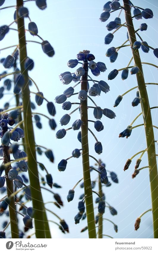 Spring leaves its blue gang.... SECOND Flower Plant Blossom Stalk Jump Blue Sky bloom stipe